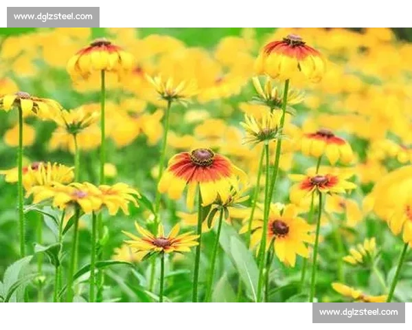 杨妞花中心：盛开的自然宝库